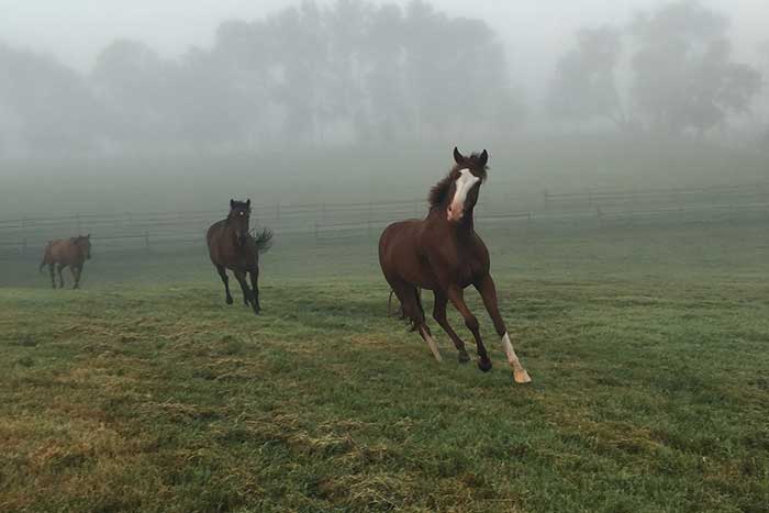 Hoses running on a green field
